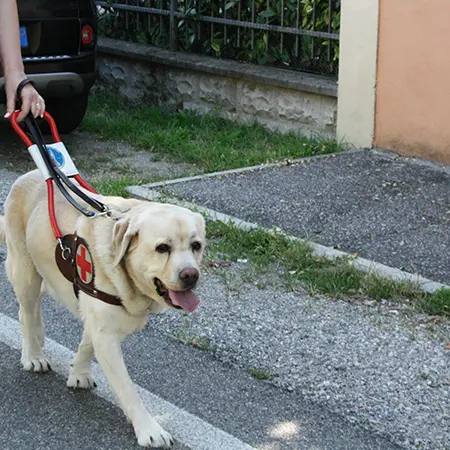 L’UICI di Reggio\u00A0celebra la Giornata Nazionale del cane guida\n