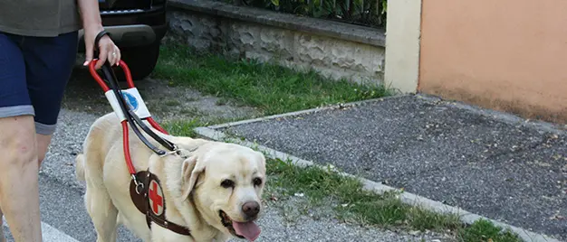 L’UICI di Reggio\u00A0celebra la Giornata Nazionale del cane guida\n