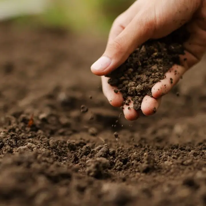 Regione, Arcea liquida oltre 23 milioni di euro agli agricoltori calabresi