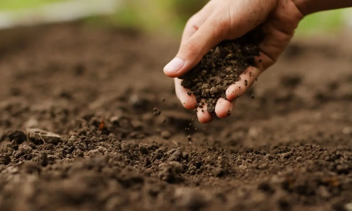 Regione, Arcea liquida oltre 23 milioni di euro agli agricoltori calabresi