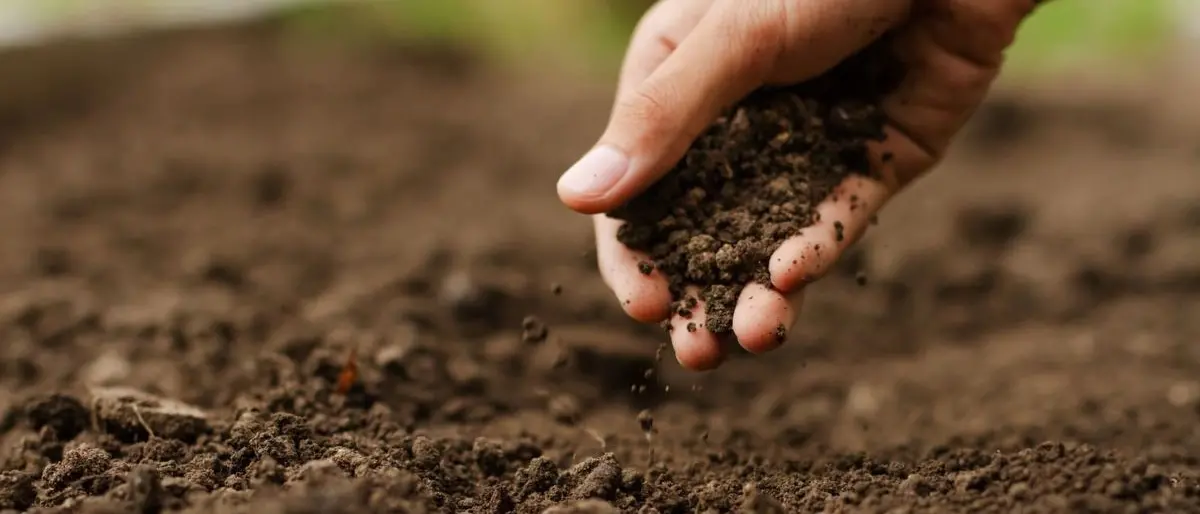 Regione, Arcea liquida oltre 23 milioni di euro agli agricoltori calabresi