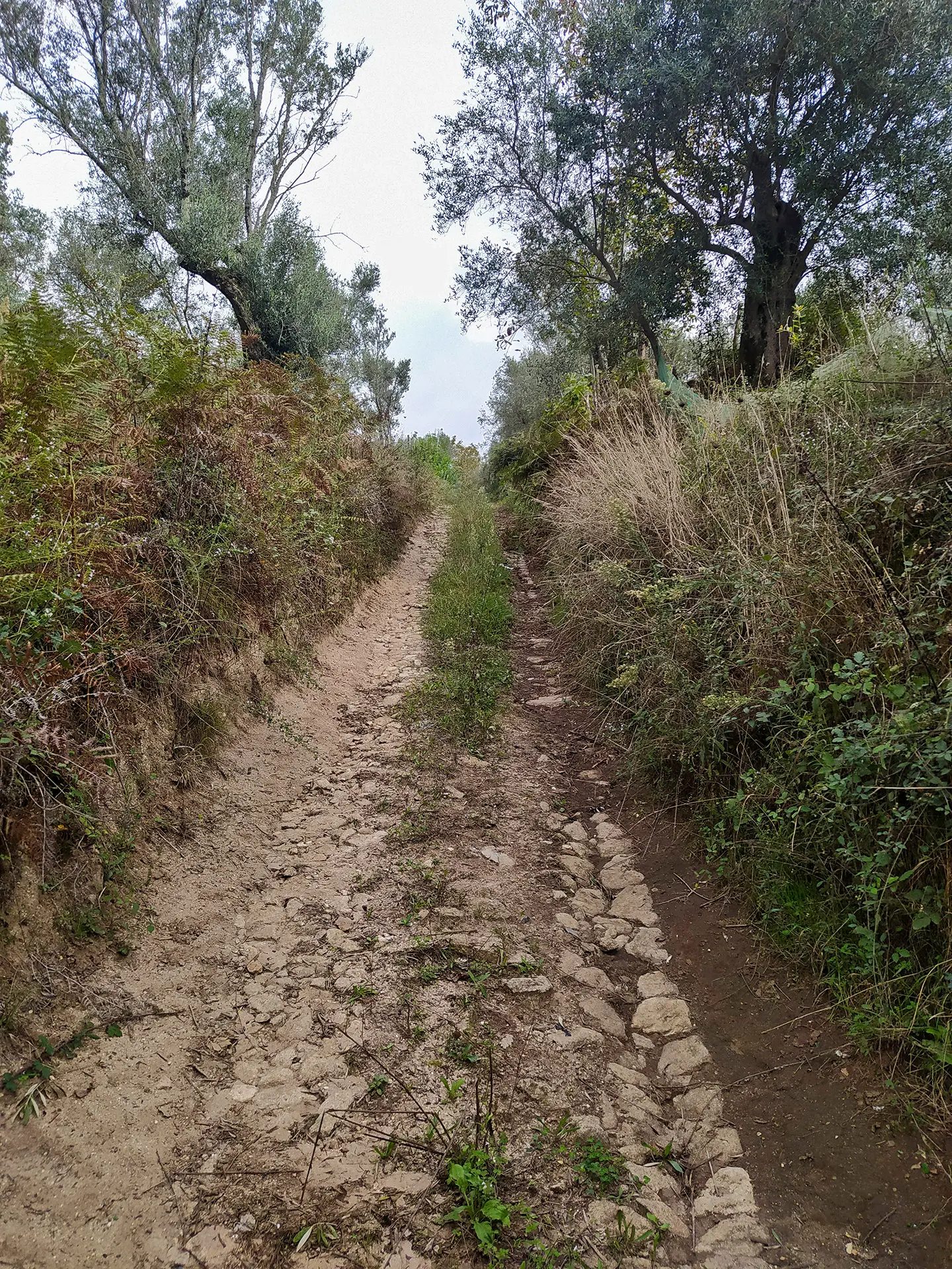 Domenica 19 ottobre l’escursione “A carrera du Casali di Rose” apre il programma 2025 “I Sentieri dimenticati” tra Laureana di Borrello, Galatro e Candidoni\n