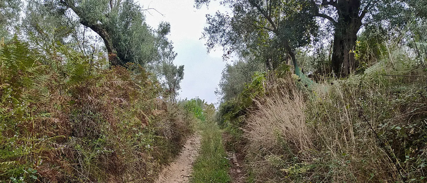 Domenica 19 ottobre l’escursione “A carrera du Casali di Rose” apre il programma 2025 “I Sentieri dimenticati” tra Laureana di Borrello, Galatro e Candidoni\n