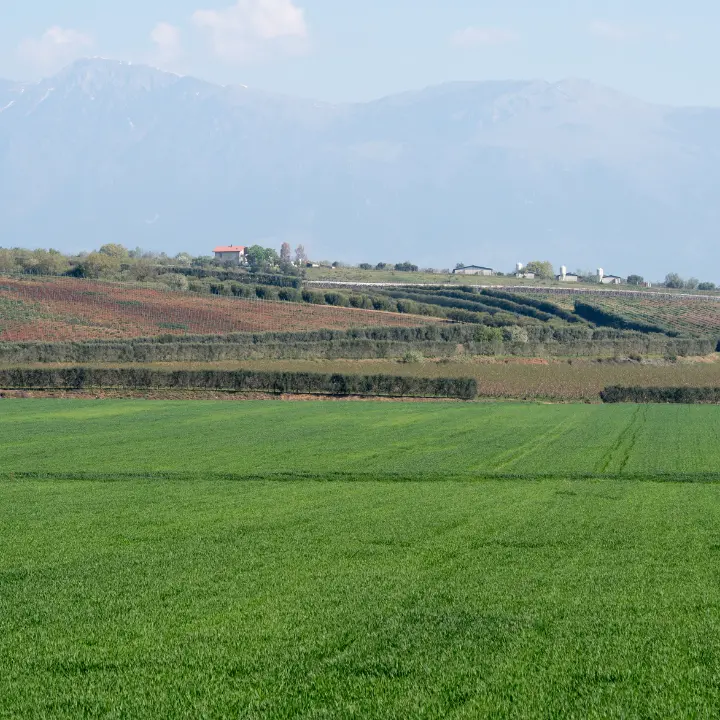 Calabria, oltre 36 milioni per 246 Comuni: pubblicata la graduatoria definitiva del bando su infrastrutture in agricoltura\n