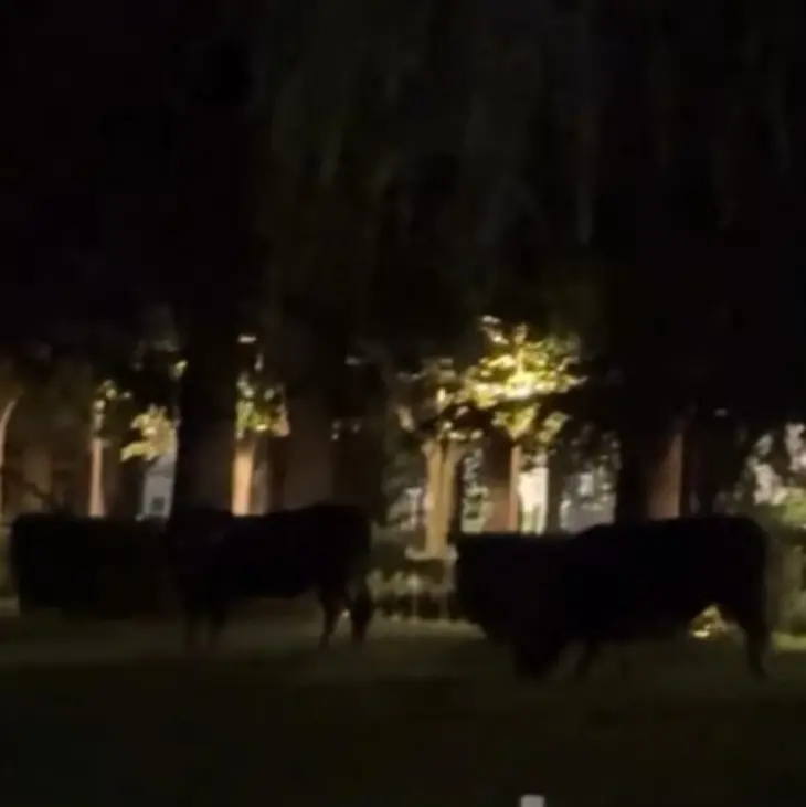 Bovini nella Villa Comunale: il Comune di Cittanova condanna l’episodio e annuncia denuncia formale alle Forze dell’Ordine\n