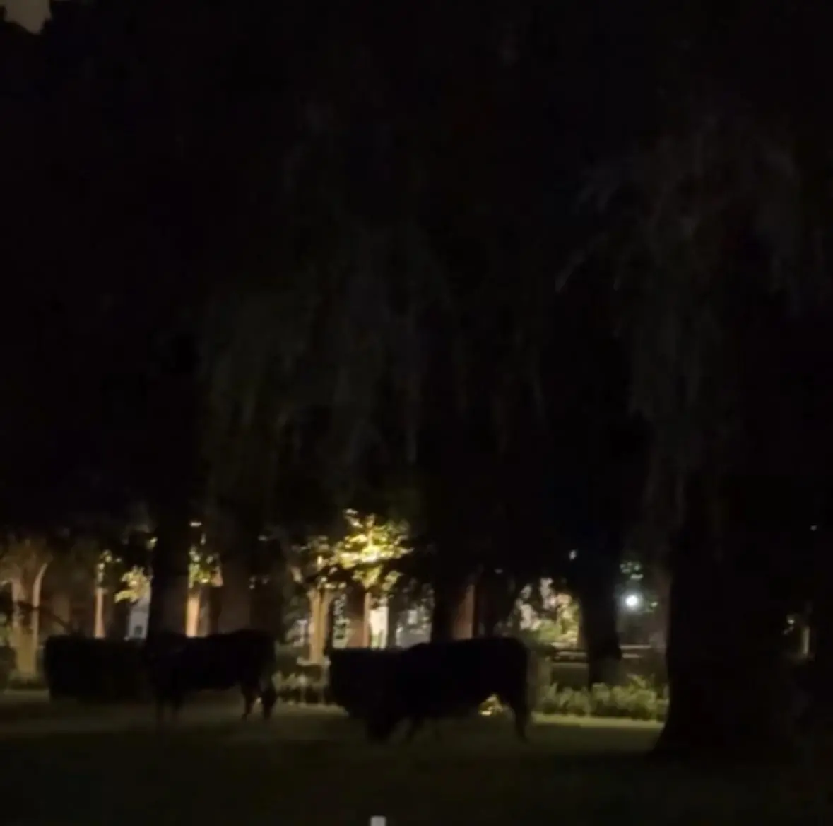 Bovini nella Villa Comunale: il Comune di Cittanova condanna l’episodio e annuncia denuncia formale alle Forze dell’Ordine\n