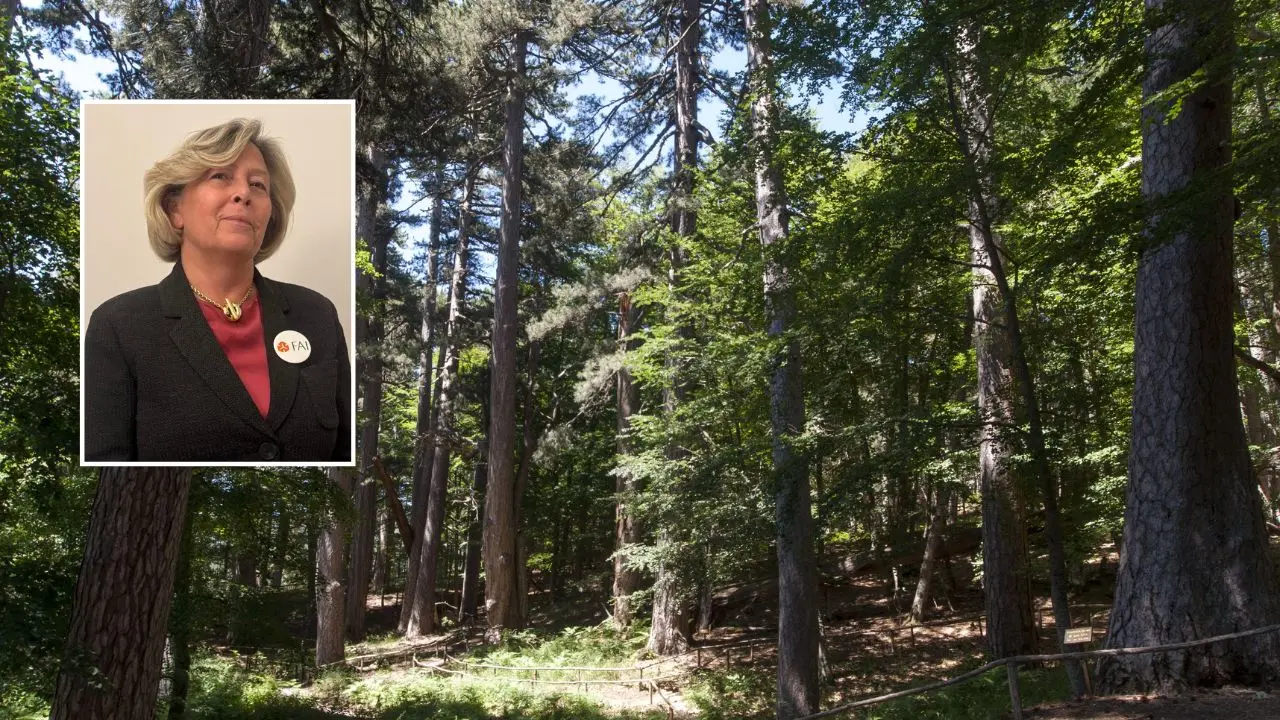 Giornate FAI d’autunno: i Giganti della Sila e il ponte di Alarico a Scigliano ammaliano i visitatori\n