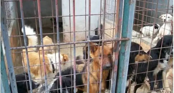 Canile di Sant'Ilario, dopo le assoluzioni esplode la protesta degli animalisti
