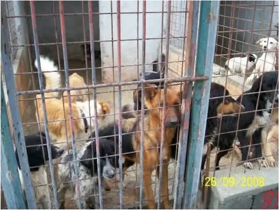 Caso Canile di Sant'Ilario, monta la protesta degli animalisti: arrivate centinaia di mail alla nostra redazione dopo l'assoluzione in Appello\n