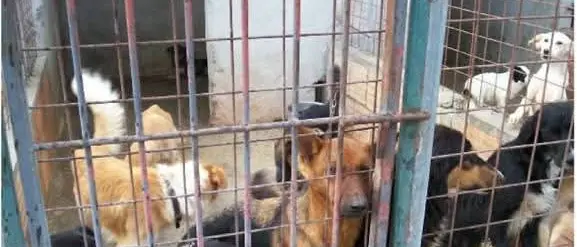 Caso Canile di Sant'Ilario, monta la protesta degli animalisti: arrivate centinaia di mail alla nostra redazione dopo l'assoluzione in Appello\n