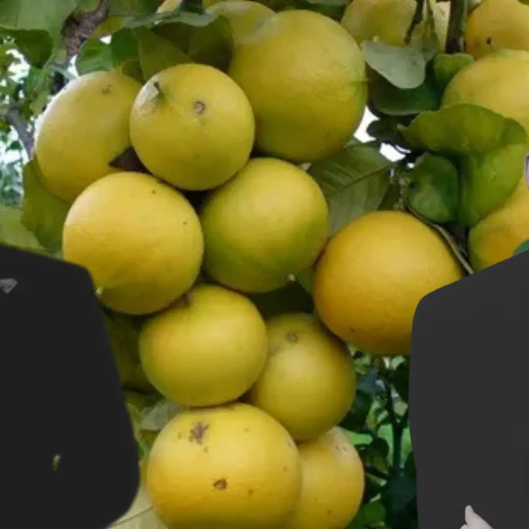 Bergamotto di Reggio Calabria verso l'IGP, tra la soddisfazione di Previtera e la prospettiva di Gallo che strizza l’occhio alla DOP\n