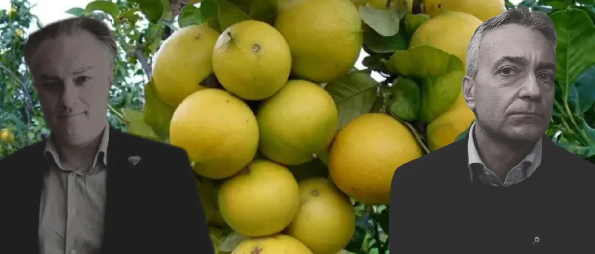 Bergamotto di Reggio Calabria verso l'IGP, tra la soddisfazione di Previtera e la prospettiva di Gallo che strizza l’occhio alla DOP\n