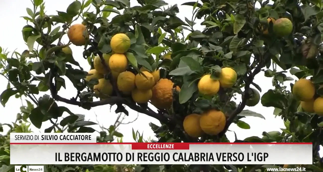 Il Bergamotto di Reggio Calabria verso l'Igp