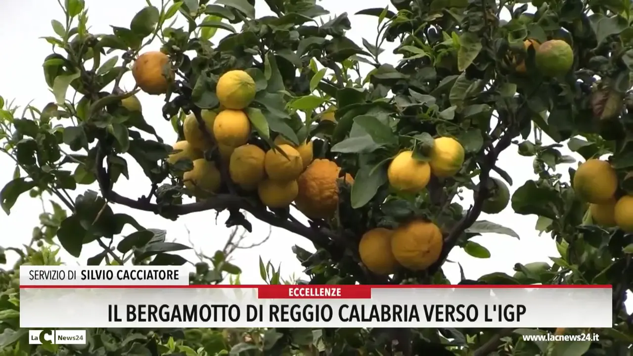 Il Bergamotto di Reggio Calabria verso l'Igp