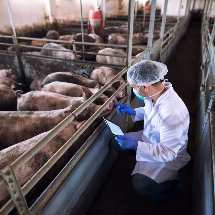 «La peste suina non è più presente in Calabria»: il ministero annuncia che l’epidemia è sconfitta\n