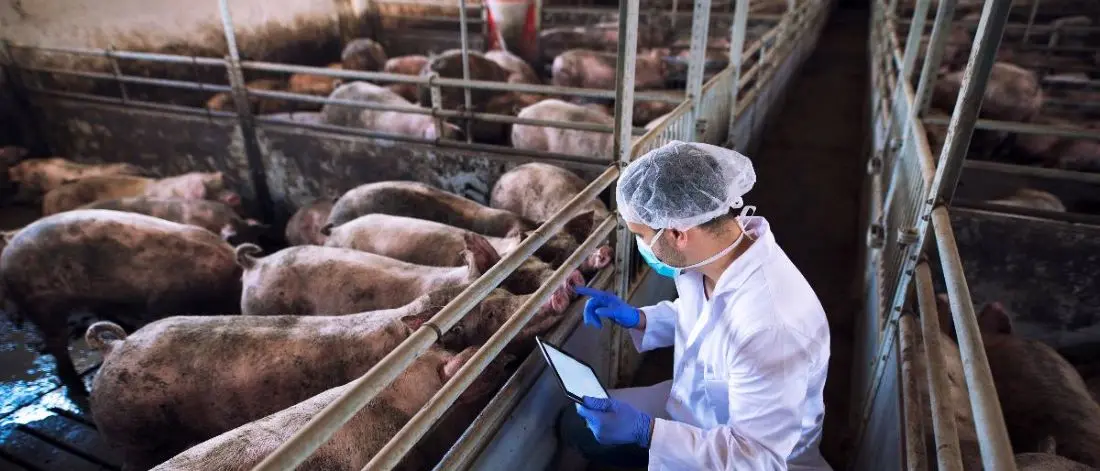 «La peste suina non è più presente in Calabria»: il ministero annuncia che l’epidemia è sconfitta\n