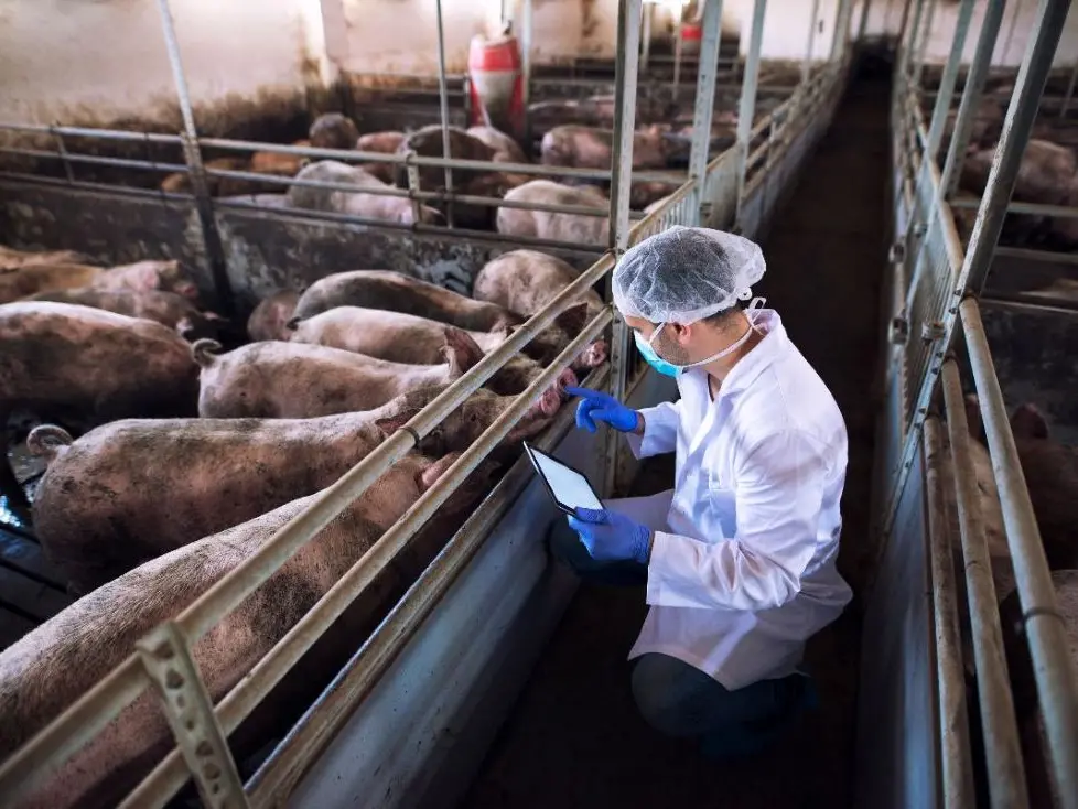 «La peste suina non è più presente in Calabria»: il ministero annuncia che l’epidemia è sconfitta