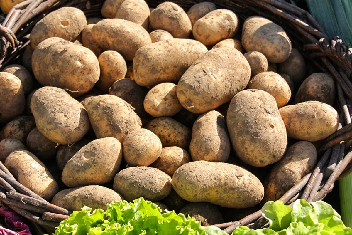 Patata della Sila, accordo storico con Conad: da oggi in tutti i punti vendita d’Italia