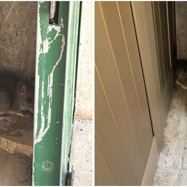 Scuola del quartiere Pennello a Vibo Marina, i genitori fotografano i topi e protestano contro il Comune: «Ogni anno peggio»\n