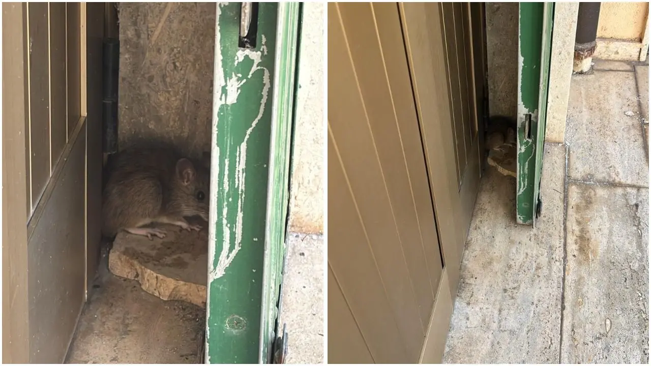 Scuola del quartiere Pennello a Vibo Marina, i genitori fotografano i topi e protestano contro il Comune: «Ogni anno peggio»\n