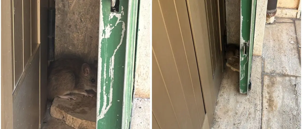 Scuola del quartiere Pennello a Vibo Marina, i genitori fotografano i topi e protestano contro il Comune: «Ogni anno peggio»\n