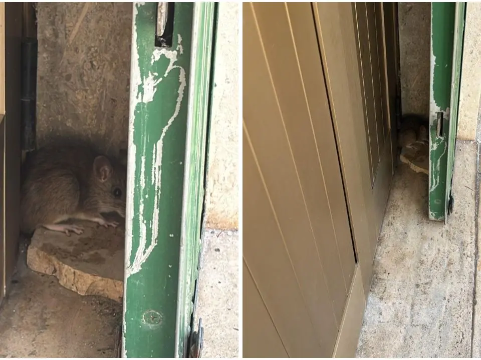 Scuola del quartiere Pennello a Vibo Marina, i genitori fotografano i topi e protestano contro il Comune: «Ogni anno peggio»