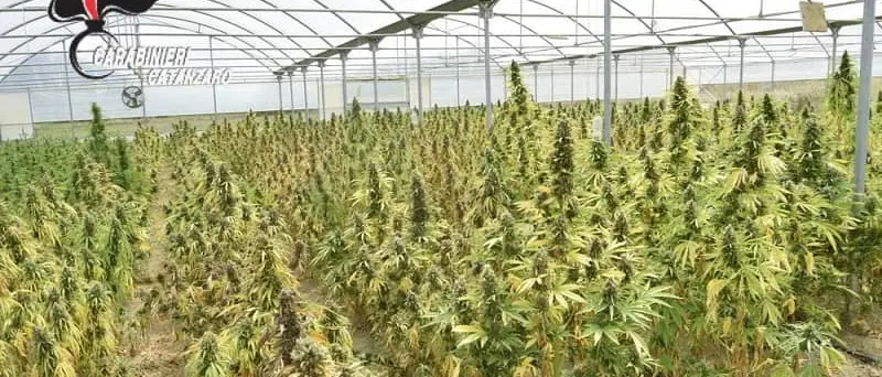 La dichiaravano sativa, ma era cannabis indica: 4 arresti