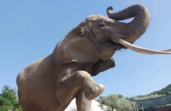 Elefante imbizzarrito, donna di 46 anni in prognosi riservata