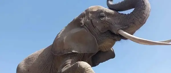 Elefante imbizzarrito, donna di 46 anni in prognosi riservata