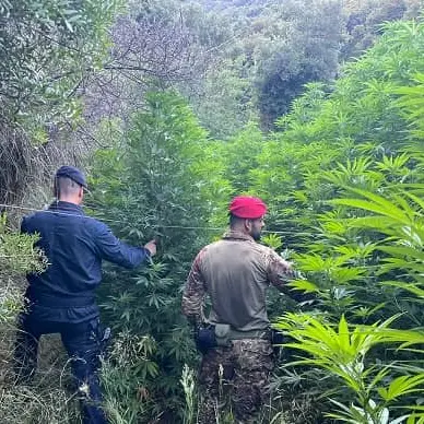 Piante di cannabis ed armi tra Gagliano, Gimigliano e Tiriolo