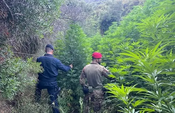 Piante di cannabis ed armi tra Gagliano, Gimigliano e Tiriolo