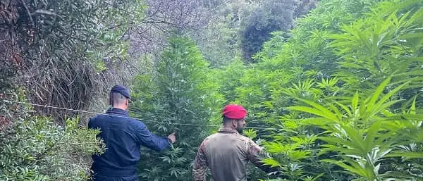 Piante di cannabis ed armi tra Gagliano, Gimigliano e Tiriolo