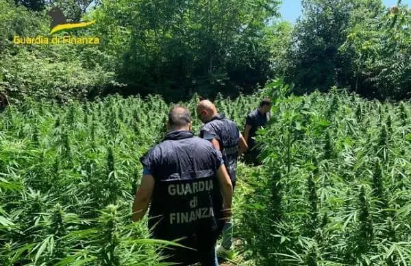 GdF scopre piantagione di canapa su terreno del Comune
