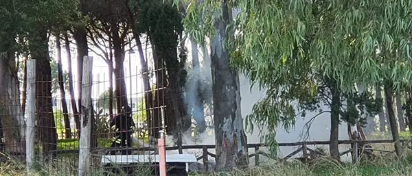 Principio d'incendio doloso in pineta a Giovino