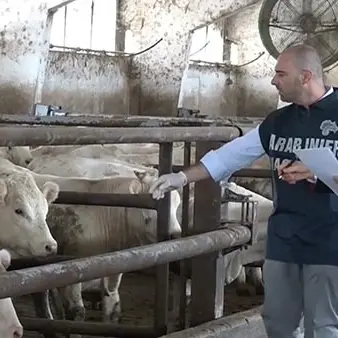 Allevamento abusivo in città: sequestro, multa e segnalazione