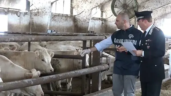 Allevamento abusivo in città: sequestro, multa e segnalazione