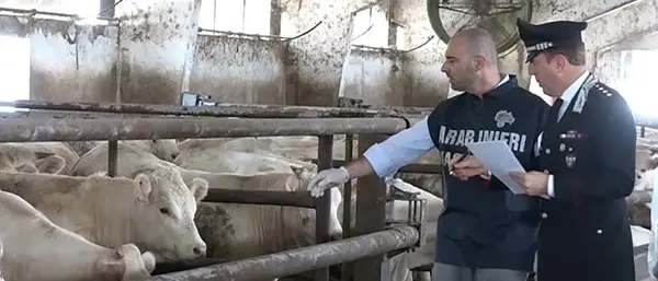 Allevamento abusivo in città: sequestro, multa e segnalazione