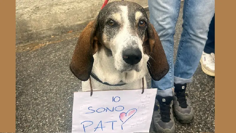 Nessuna sevizia umana: Pati ucciso da un cane più grosso