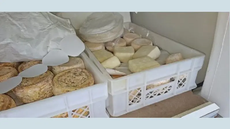 Copanello, Polizia sequestra 55 kg di formaggi senza etichette