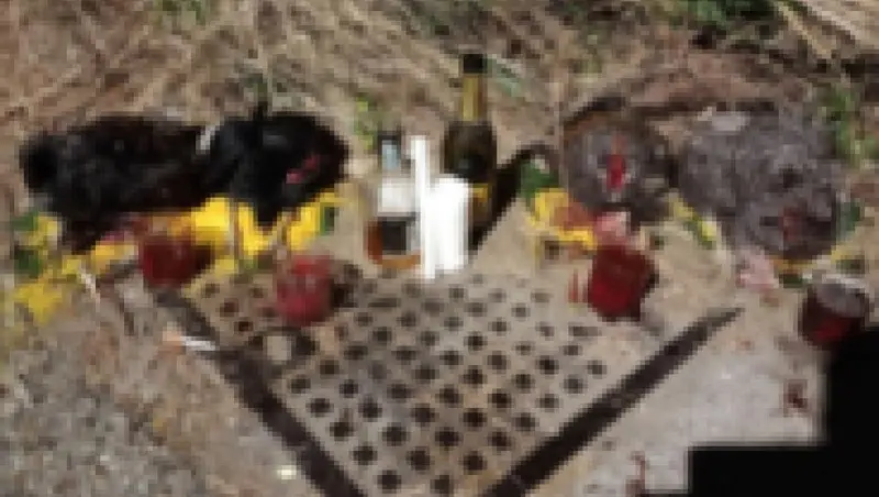 Galline sgozzate e sangue nei bicchieri: scenario horror a Sellia Marina