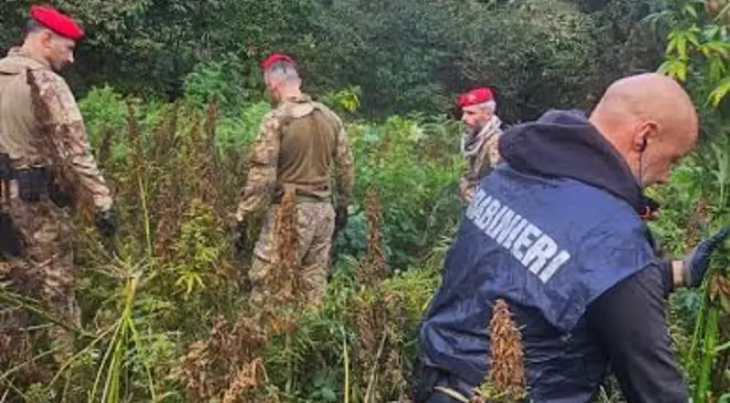 Canapa indiana per 2,5 milioni sequestrata nel Catanzarese