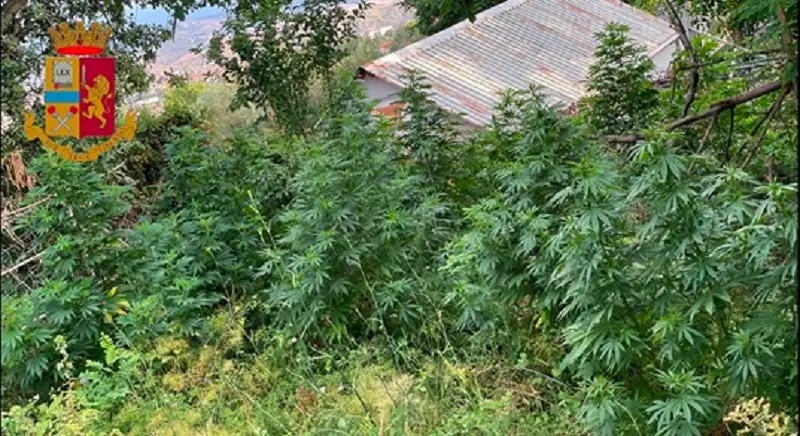 Cinquanta chili di marijuana in un giardino di Gagliano