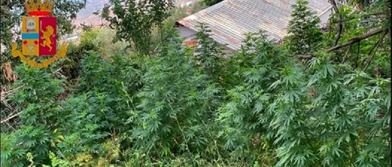 Cinquanta chili di marijuana in un giardino di Gagliano