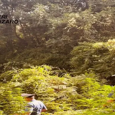 Piantagioni di marijuana scoperte tra Catanzaro e Tiriolo