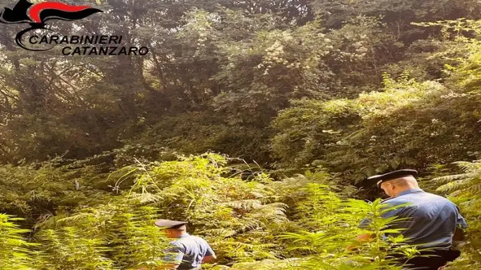 Piantagioni di marijuana scoperte tra Catanzaro e Tiriolo