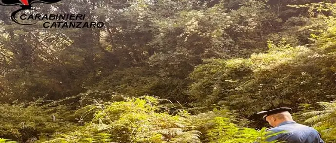 Piantagioni di marijuana scoperte tra Catanzaro e Tiriolo