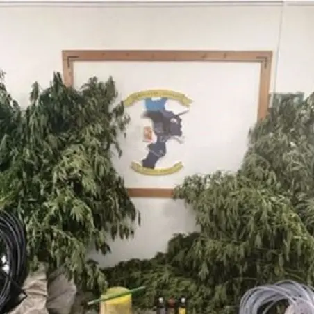 Sequestrata altra piantagione di marijuana a Catanzaro