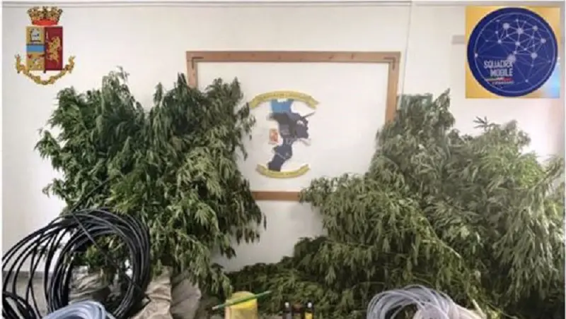 Sequestrata altra piantagione di marijuana a Catanzaro