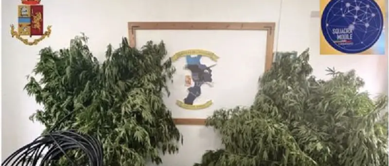 Sequestrata altra piantagione di marijuana a Catanzaro