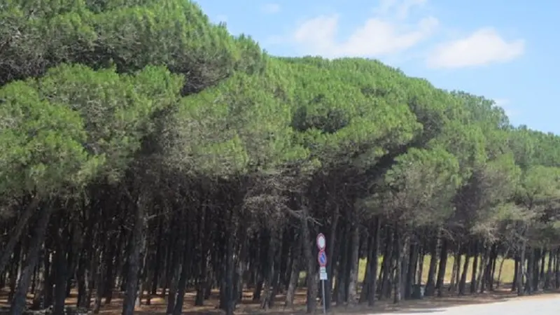 Fiamme a Giovino, grave intimidazione ad un locale nella pineta
